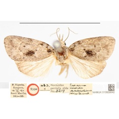 /filer/webapps/moths/media/images/S/submediana_Characoma_HT_NHMUK_L5ynozM.jpg
