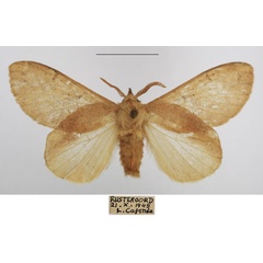 /filer/webapps/moths/media/images/A/africana_Estigena_AM_TSMA_01.jpg