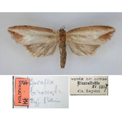 /filer/webapps/moths/media/images/B/biroseata_Acrapex_HT_RMCA_01.jpg