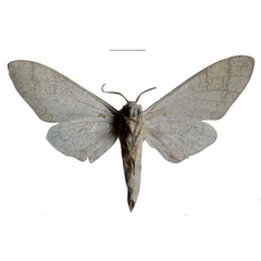 /filer/webapps/moths/media/images/G/giustii_Neoclanis_HT_EMEMb.jpg
