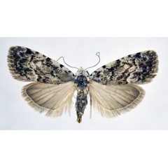 /filer/webapps/moths/media/images/A/abyssinica_Nola_AF_NHMO.jpg