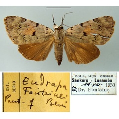 /filer/webapps/moths/media/images/F/fontainei_Eudrapa_PT_MSNM.jpg