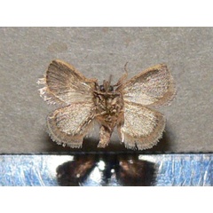 /filer/webapps/moths/media/images/F/fimbriata_Halseyia_A_Goff_01.jpg