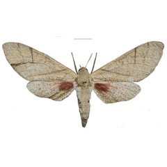 /filer/webapps/moths/media/images/W/witti_Neoclanis_PTF_ZSM_02a.jpg