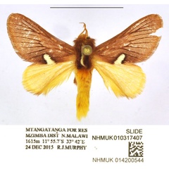 /filer/webapps/moths/media/images/Z/zambica_Delorhachis_PTM_NHMUK.jpg