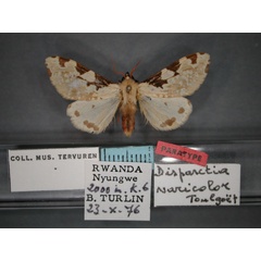 /filer/webapps/moths/media/images/V/varicolor_Disparctia_PT_RMCA_01.jpg