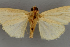 Leucania respersa