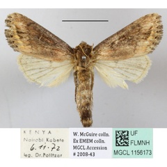 /filer/webapps/moths/media/images/F/fusca_Busseola_A_MGCLa_01.JPG