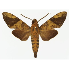 /filer/webapps/moths/media/images/B/bipartita_Nephele_AM_Basquin_02.jpg