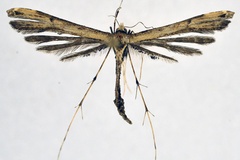 Vietteilus vigens