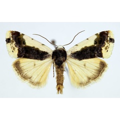 /filer/webapps/moths/media/images/A/antica_Acontia_AM_Aulombard_01.jpg