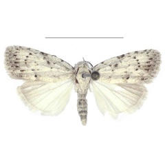 /filer/webapps/moths/media/images/C/congolana_Ezishnola_PTM_ANHRT_02.jpg