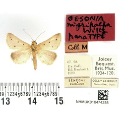 /filer/webapps/moths/media/images/N/nigripalpa_Gesonia_PTM_BMNH.jpg