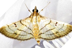 Marasmia trapezalis