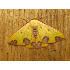 /filer/webapps/moths/media/images/R/rubrimaculata_Celidomphax_A_Goff_02.jpg