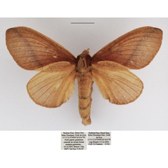 /filer/webapps/moths/media/images/P/pachyla_Stoermeriana_AF_TMSA_02.jpg