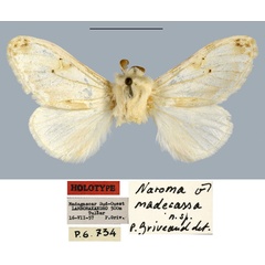 /filer/webapps/moths/media/images/M/madecassa_Naroma_HT_MNHN.jpg