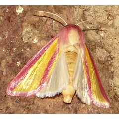 /filer/webapps/moths/media/images/G/galatheae_Timora_A_Braun_16.jpg