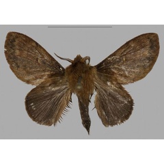 /filer/webapps/moths/media/images/B/barbarae_Pseudometa_HT_Muellera.jpg