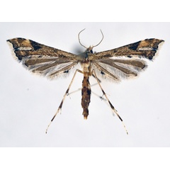 /filer/webapps/moths/media/images/F/farfarellus_Platyptilia_A_NHMO_02.jpg