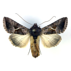/filer/webapps/moths/media/images/R/rostrata_Thysanoplusia_AM_RMCA.jpg