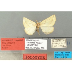 /filer/webapps/moths/media/images/C/crenilinea_Drepanogynis_HT_TMSA.jpg