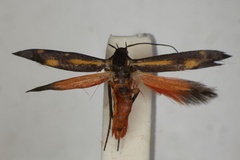 Eretmocera arabica