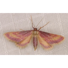 /filer/webapps/moths/media/images/R/roseocincta_Zygophyxia_A_Heyns_03.jpg