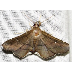 /filer/webapps/moths/media/images/N/nysa_Gracilodes_A_Braun_15.jpg