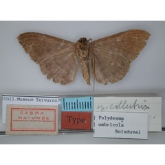 /filer/webapps/moths/media/images/C/collutrix_Polydesma_A_RMCA_02.jpg