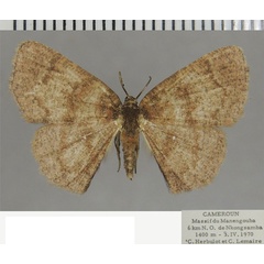 /filer/webapps/moths/media/images/G/glabra_Cabera_AF_ZSM_01.jpg