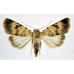 /filer/webapps/moths/media/images/S/soudanensis_Caradrina_A_NHMO.jpg