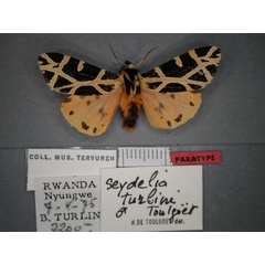 /filer/webapps/moths/media/images/T/turlini_Seydelia_PT_RMCA_01.jpg