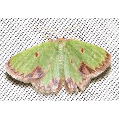 /filer/webapps/moths/media/images/R/rhodophthalma_Eucrostes_A_Braun_03.jpg