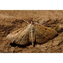 /filer/webapps/moths/media/images/M/mutualis_Herpetogramma_A_King.jpg