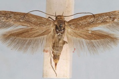 Haploscythris chloraema