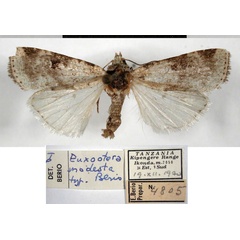 /filer/webapps/moths/media/images/M/modesta_Euxootera_HT_MSNM.jpg