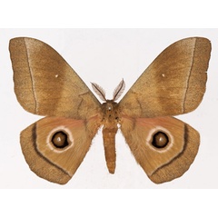 /filer/webapps/moths/media/images/H/hecate_Gonimbrasia_AM_Basquina.jpg