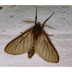 /filer/webapps/moths/media/images/C/canescens_Apisa_A_Roland_01.jpg
