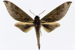 Phylloxiphia oberthueri