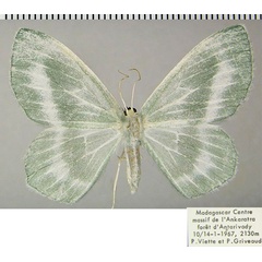 /filer/webapps/moths/media/images/N/nobilis_Epigelasma_AF_ZSM.jpg