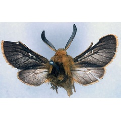 /filer/webapps/moths/media/images/B/bicolora_Automolis_HT_BMNH_01.jpg