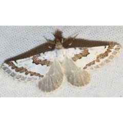 /filer/webapps/moths/media/images/D/decorata_Conchylia_A_Liebenberg.jpg