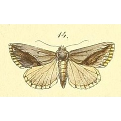 /filer/webapps/moths/media/images/S/squamilinea_Zekelita_Felder_108_14.jpg