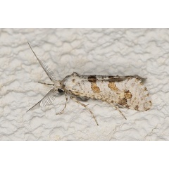 /filer/webapps/moths/media/images/M/minorata_Pseudurgis_M_Heyns_01.JPG