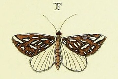 Argyrophora trofonia