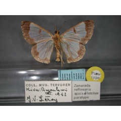 /filer/webapps/moths/media/images/A/apsis_Zamarada_PT_RMCA_02.jpg