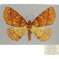 /filer/webapps/moths/media/images/A/andravahana_Nopia_AF_ZSMa.jpg