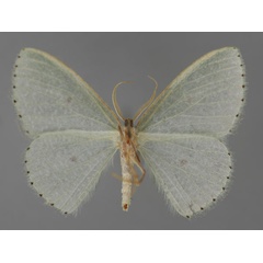 /filer/webapps/moths/media/images/P/perineti_Prasinocyma_A_ZSM_02.jpg