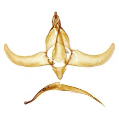 /filer/webapps/moths/media/images/T/tangaensis_Protolychnis_GMHT_BMNH.jpg